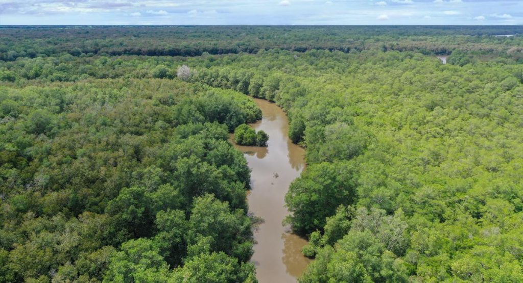 A picture of the Amazon river running through the middle of the rainforest