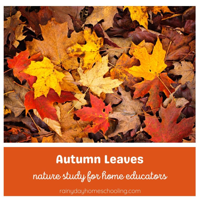 Leaf Nature Study for Kids