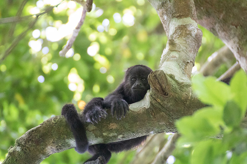 A young howler monkey in a tree in Punta Laguna near Cancun in Mexico.