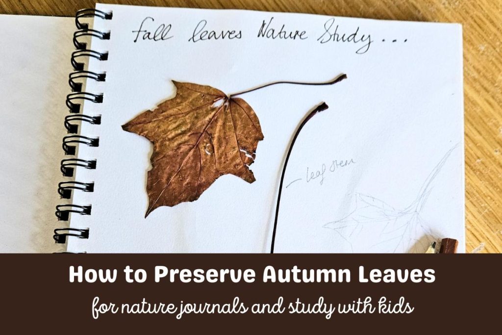 A page from a homeschool nature journal with the title in curvise handwriting Fall Leaves Nature Study... below a preserved autumn leaf with annotations. Text below the image reads How to Preserve Leaves for Nature Journals and Study with Kids.