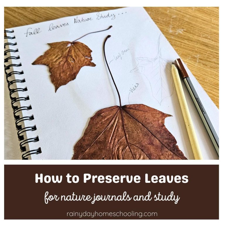 How to Preserve Fall Leaves for Nature Journals