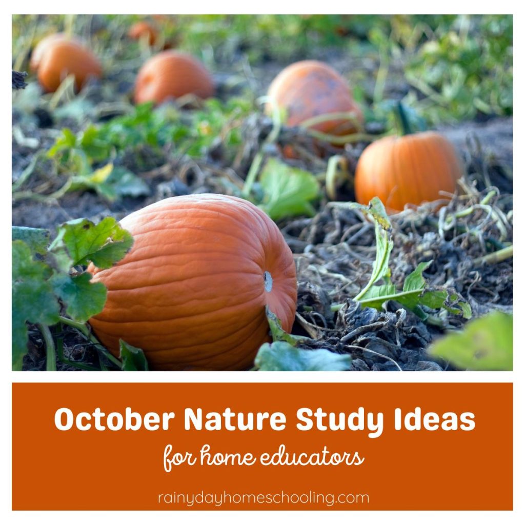 A field of pumpkins ready to pick. Text below the image reads October Nature Study Ideas for Home Educators.