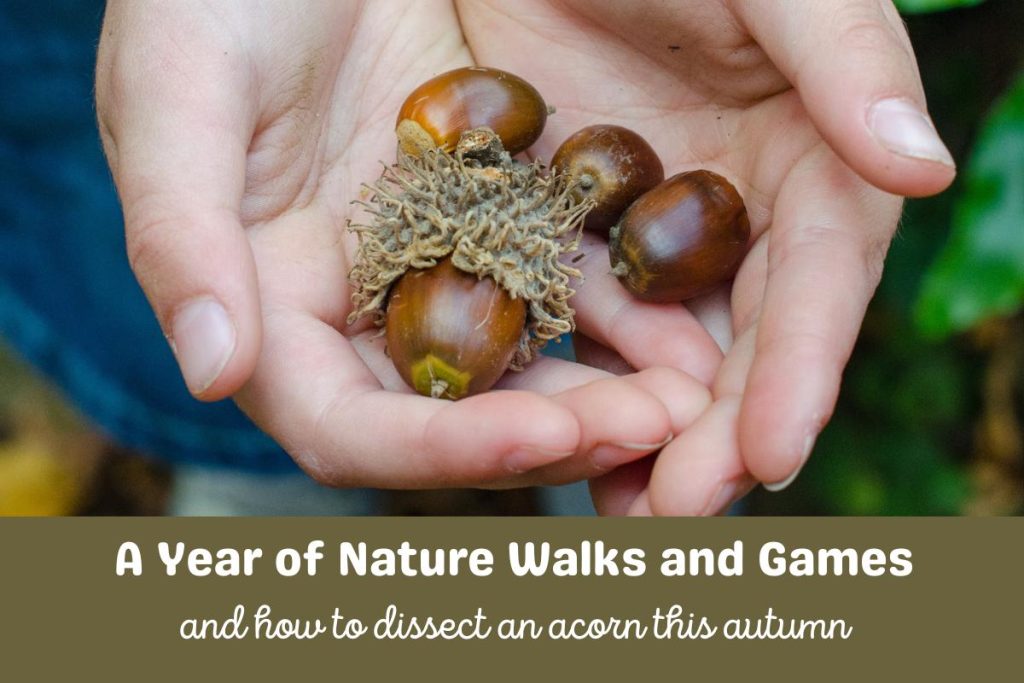 A child holding acorns in cupped hands with Text underneath. The Text reads A Year of Nature Walks and Games and How to Dissect an Acorn this Autumn