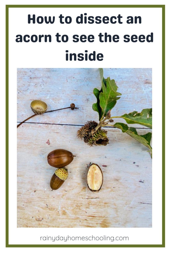 Pinterest image of How to Dissect an Acorn to See what is inside.