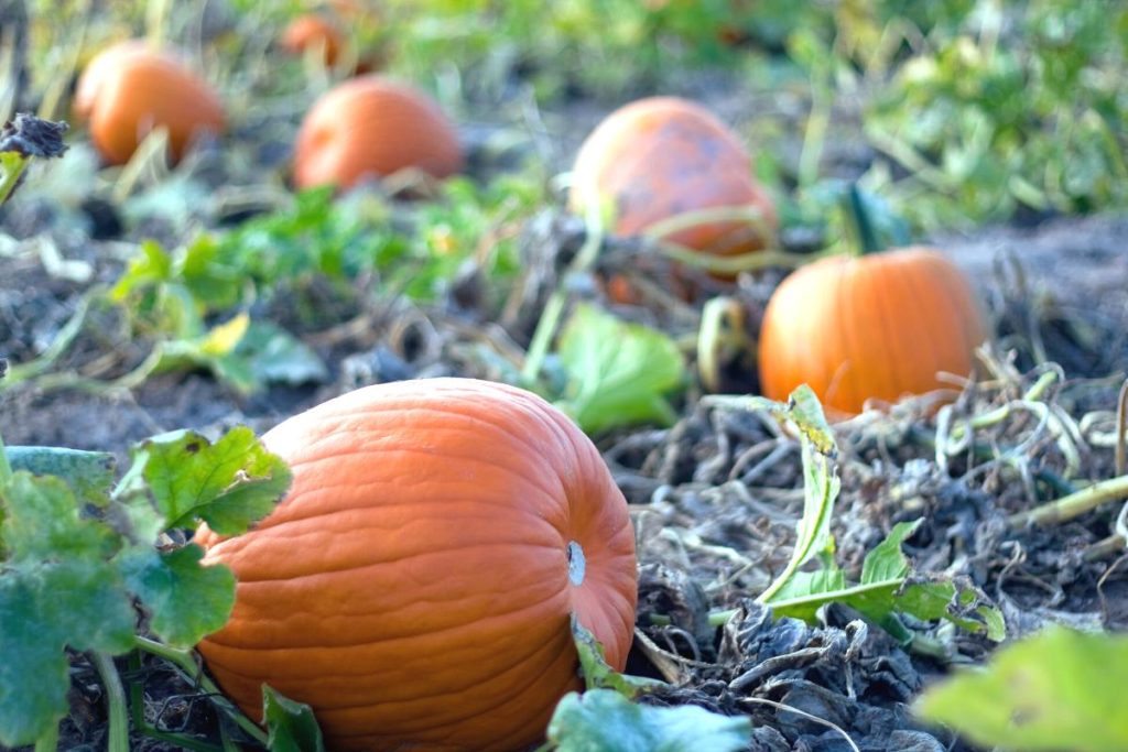 Pumpkins in a pumpkin patch ready to be picked.